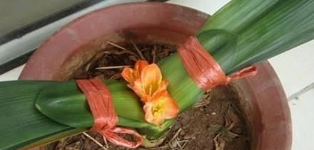  『温度』跟小妹这样做，君子兰年年开花不夹箭