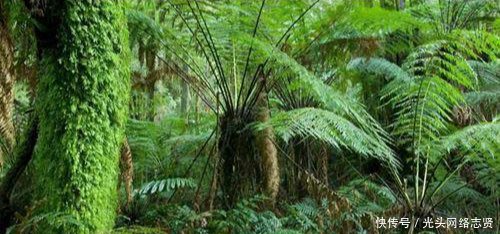 气候类型的分布有规律吗这种气候竟在亚洲、非洲、南极洲都没有