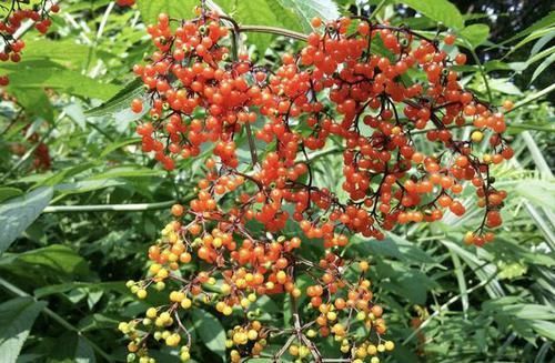  『果子』独特的“1种草”，枝条上有40个果子，被称为“接骨草”，珍贵！