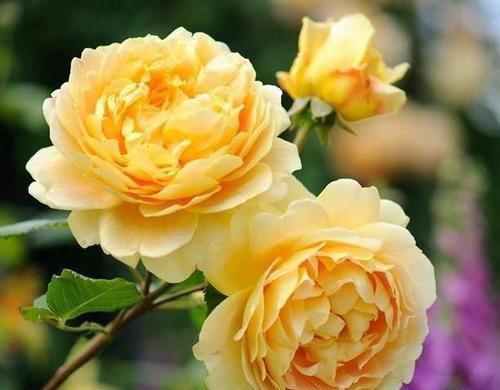  『艳丽』此花颜色异常艳丽，花期长，花味清雅，容易养成花海