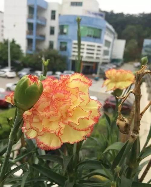  『代表着』花友选出了自己认为最美的50种花