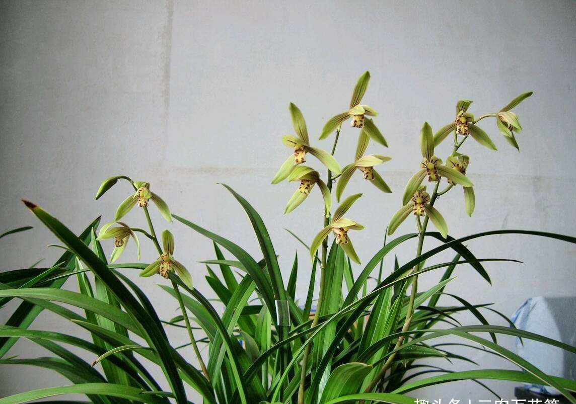 #气体#花卉种植技术:兰花养护过程中的如何进行通风处理!