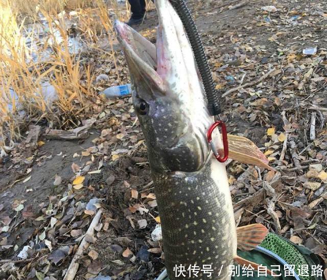 黄河绝迹鱼种，二十年后再次被钓起，或因黄河边清