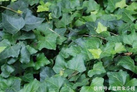  放上|卫生间总是受到异味的困扰？放上这三种绿植，空气清新入厕舒适