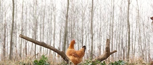  「生态」一只生态鸡卖180元，比普通鸡贵5倍，农民为啥还说生态