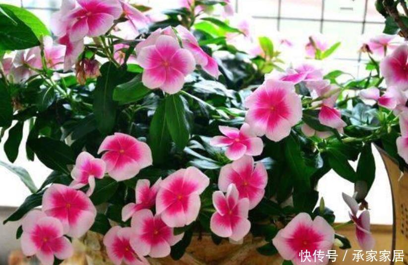 春天@春天就养“4种花”,越晒越开花,一开就是200天,拦都拦不住!