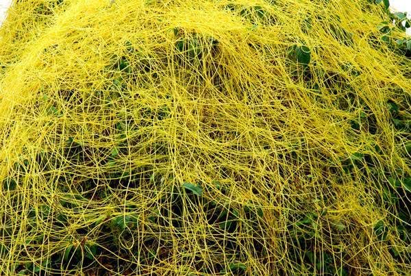  [植物]植物中最特殊的一种类群，它们必须依附在它物上才能生长！