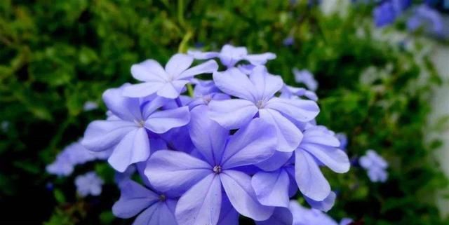  『好看』这5种花开在最炎热的夏天,不仅好养,还越晒越好看