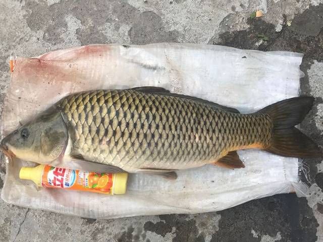  野钓大：野钓大鲤鱼！以蓝鲫袋为参照物，大家看这条大鲤鱼有9.9斤吗？