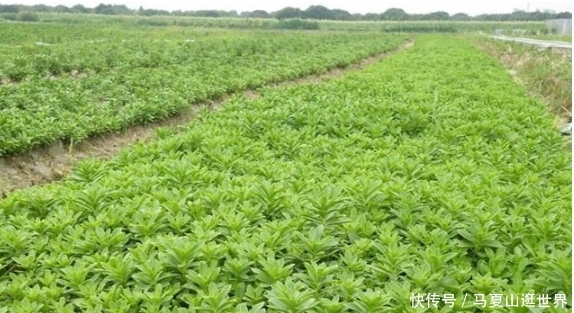  #种植#一次种植能收割二十年，亩产几万元，究竟是致富项目还是
