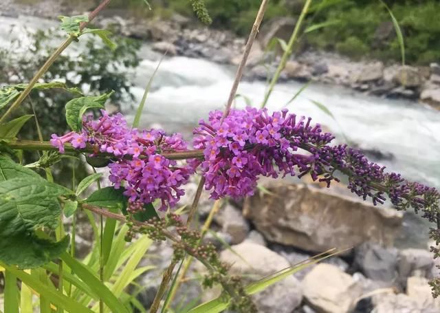 成都近郊一个小城，藏着7个耍水圣地，还全都没有门票！