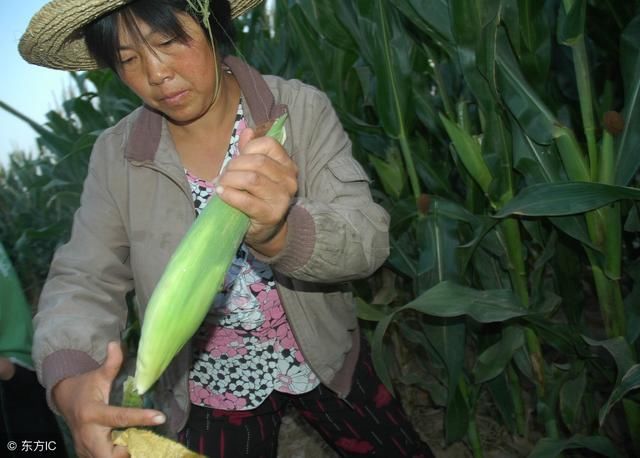 2019年玉米价格会如何发展？能否上涨到一元一斤？看完心里有数了