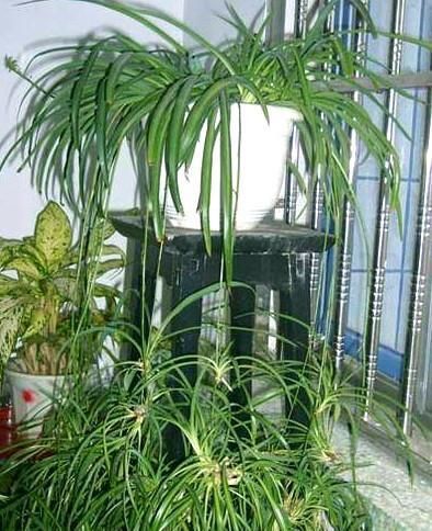  「豆腐渣」用一碗豆腐渣,来养吊兰,花剑疯长,小吊兰垂满地,太美啦!