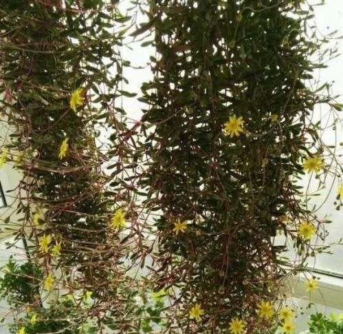  黄色的小花■1种多肉太好养，晒晒太阳，浇浇水，3月就能“流”出盆，像花帘子