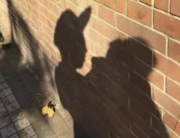 郑爽父亲发文怒怼谣言霸气护女 盘点娱乐圈老父亲宠女儿N种方式