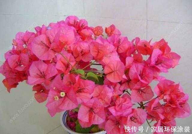  [花型]喜欢在家中养护漂亮的花卉，就养护花型特别，花色艳丽，容易开花