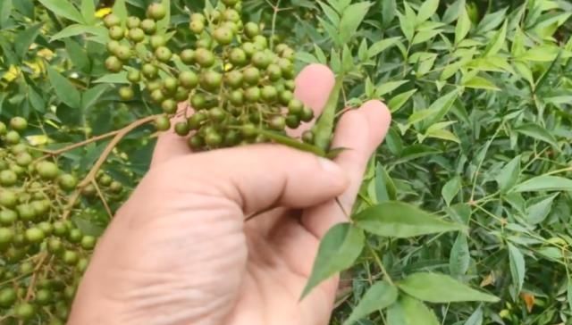  【花椒】一大串果实长得像花椒，叶片尖尖却像竹叶，老农都说它