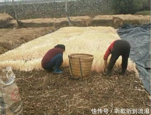农民种植的“它”以前拿来喂猪，如今靠它年赚十几万！