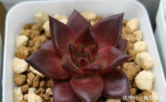 「黑腐」6种多肉“度夏必死”,管住手、少浇水,不然分分钟黑腐