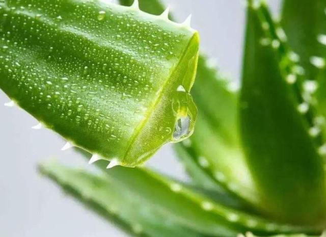 脸上痘痘挤出的“白色脓条”，究竟是什么东西，有2方法能清退它