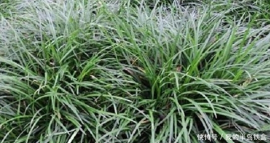 田间里此种野草无人识，养阴润肺、如今一斤30元，有营养价值。