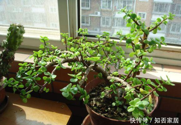 【家里】3种花养“家里”,吸毒气、制氧气,旺人又旺财,适合多养二三盆