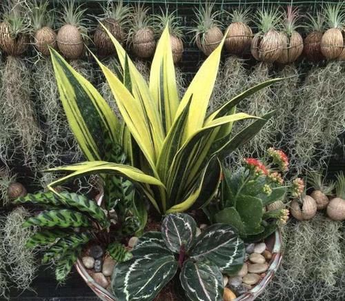  [观叶植物]1种“液体”和清水混合，用来浇虎皮兰，20天叶片挺立、翠绿！