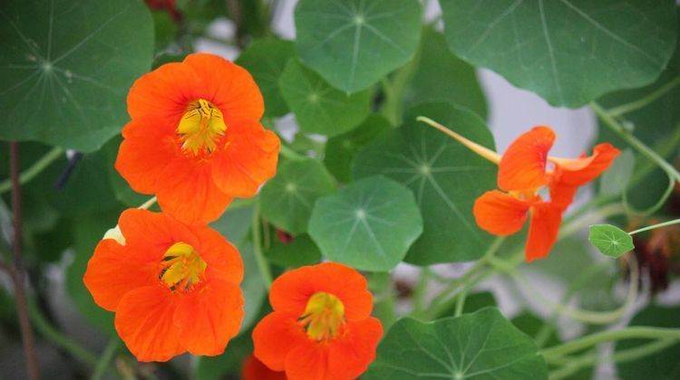  『群蝶』此花，乳黄色花朵盛开时，如群蝶飞舞，是一种重要的观赏花卉。