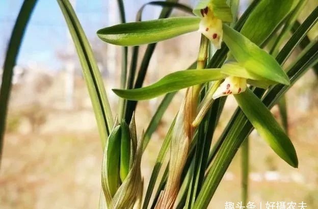 『春兰』不同的兰花授粉后,第二年会开出好花吗