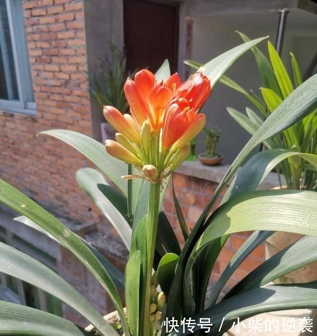  [花钱]农村大哥，专门挖这种土养花，不花钱开花真旺！