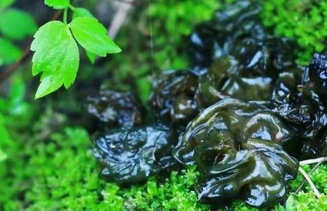重庆人都知道,3月吃折耳根是对春天最起码的尊重