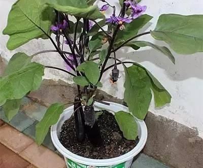  西红柿：这几种蔬菜，种在花盆里，一年四季吃不完的菜，真好