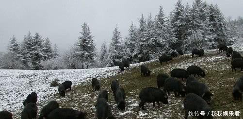 “致富经”成“赔钱经”，电视养就赚，农民养就赔，专家道出实情