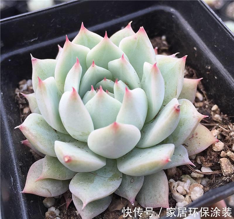  「适合」花卉种植技术：多肉猫眼石怎么养，适合新人养的多肉便宜好养活！