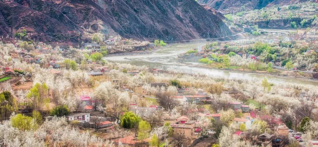 再过20天，中国将花开成海，错过再等一年