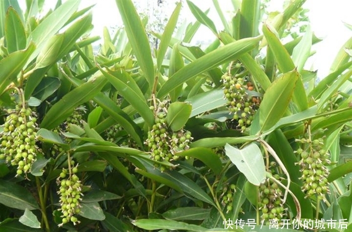  「砂仁」这东西，人称“土黄金”，稀有价值高，稍微一加工，每