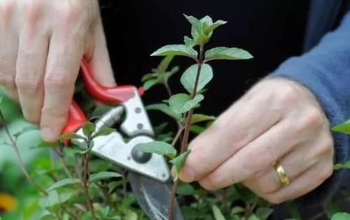  「实用价值」居家栽种植物就选此6款，好闻、好看又好养，拥有诸多实用价值