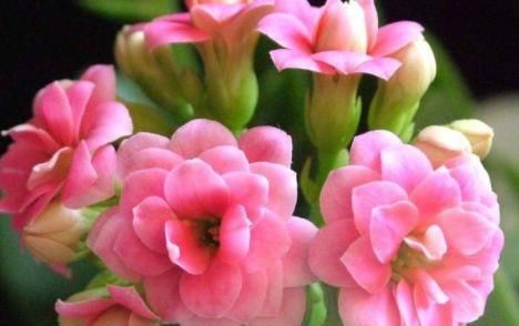  『圆滚』家里养这几款花，花开美艳，花型圆滚迷人，绚丽多彩，轻松爆盆