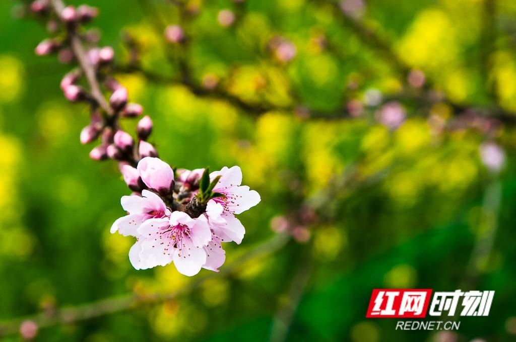 春天■组图丨立夏将至,还记得这一朵朵绚烂了整个春天的花吗
