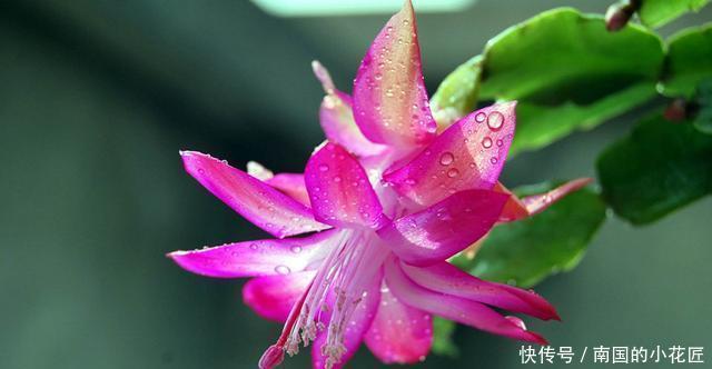 【家里】家里有这几种花，不愁没花养，剪根枝多盆花