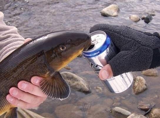  『神经系统』为什么只有七秒记忆的鱼，总能躲开钓鱼人的饵料陷阱