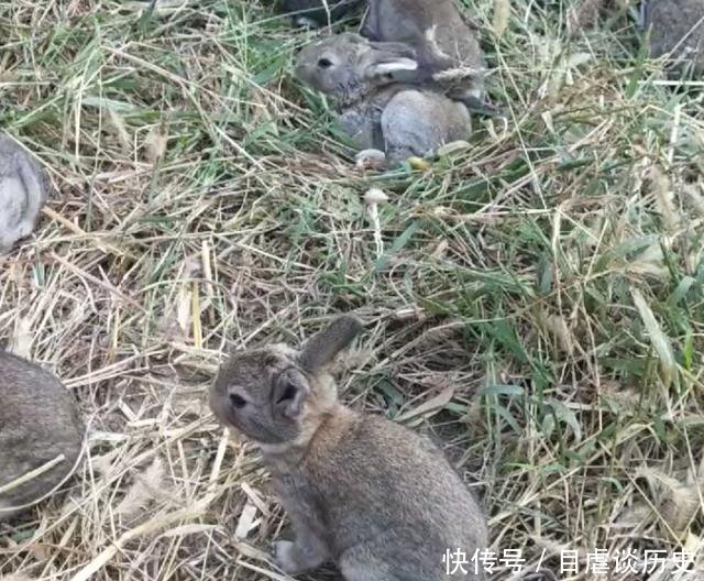 农民养殖野生的“它”游客可上山亲自抓捕，一只卖200元