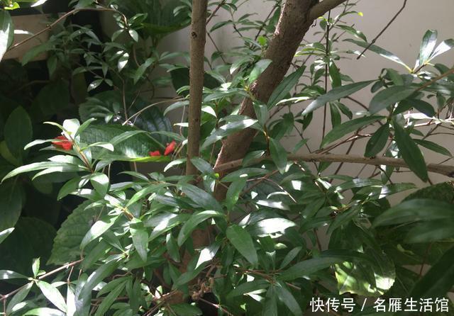 「盆栽」石榴盆栽的盛花期到了,做到这几点,叶绿花艳、越开越多能结果