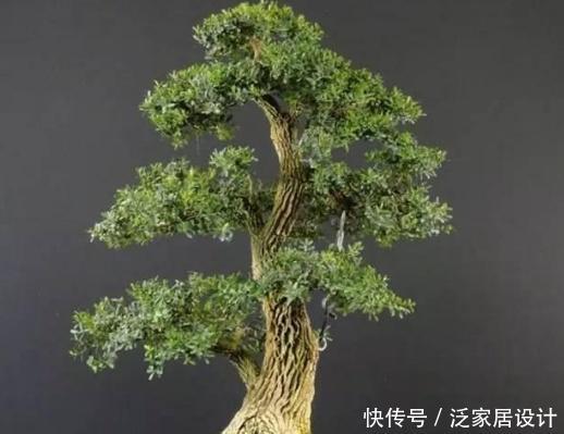  [修剪]盆景黄杨养殖方法