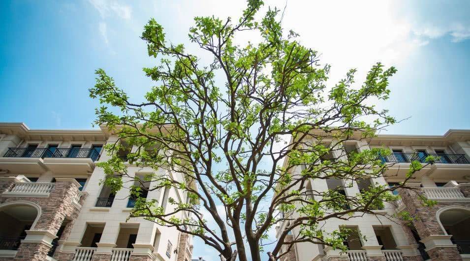 临湖185㎡叠排＋滨江造＋不限购，够心水吧？