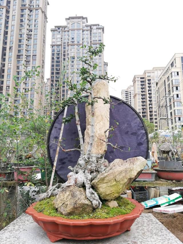  悬崖式盆景：盆景大咖说玩盆景少不了玩根，那么盆景桩头的根系造型有哪些