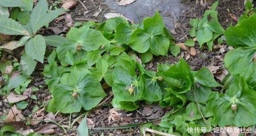  【生长周期】以前农村的一种野草，一生只结一个果实，现在很少