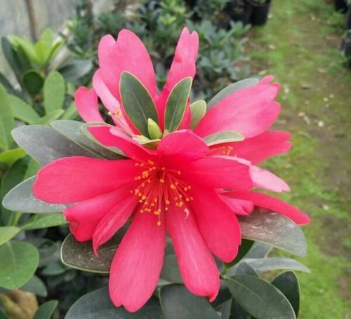  『嫁接』四季杜鹃茶花可以嫁接杜鹃吗？养护四季杜鹃红山茶需要注意什么？