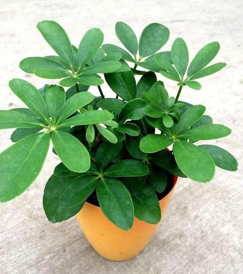  【实用】给植物晒太阳，避免以下几点，让植物越长越旺，很实用的技巧