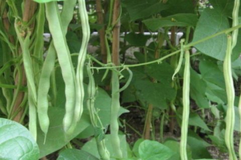  白淡斑@它是“天然褪黑素”，早晚吃一点，美白淡斑，皮肤越来越好